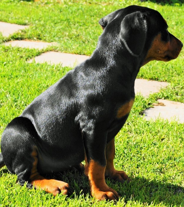 Pinscher * Xélanc Zupreme Zaga 8 veckor